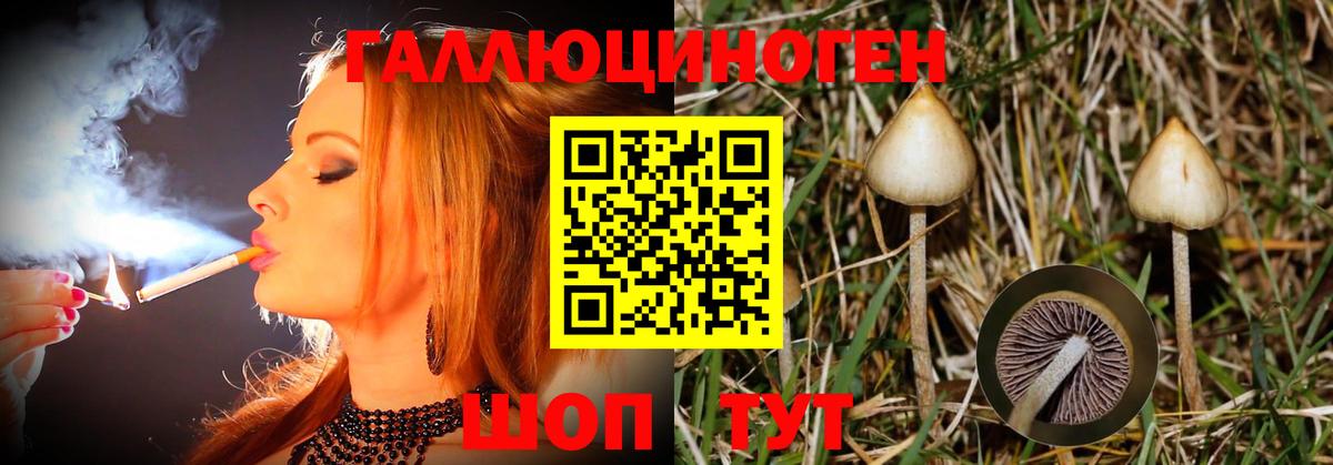 Галлюциногенные грибы Psilocybe Люберцы